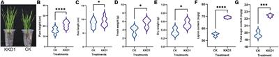 Bacillus halotolerans KKD1 induces physiological, metabolic and molecular reprogramming in wheat under saline condition